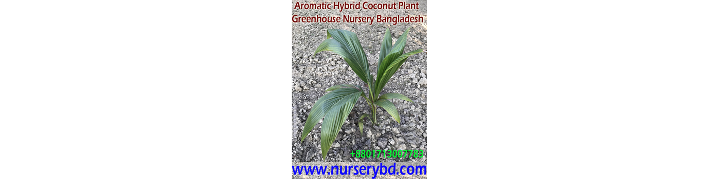 Red Aromatic Coconut Seedling Plant Supplier Company in Thailand, Green Aromatic Coconut Seedling Plant Supplier Company in Thailand, Hybrid Coconut Seedling Plant Supplier Company in Vietnam, Red Hybrid Coconut Seedling Plant Supplier Company in Vietnam, Green Hybrid Coconut Seedling Plant Supplier Company in Vietnam